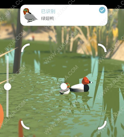 阿尔芭与野生动物的故事绿翅鸭位置攻略