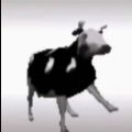 抖音波兰牛跳舞表情包图片