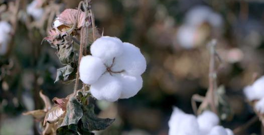 可以买新疆棉花产品的软件合集