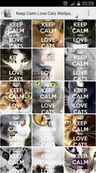 保持冷静爱猫壁纸1