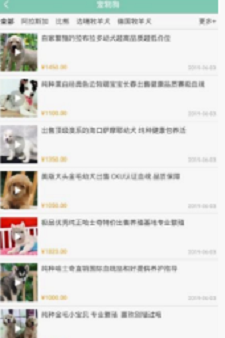 宠狐1