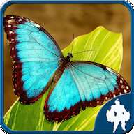 Butterfly Jigsaw