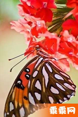 Butterfly Jigsaw2