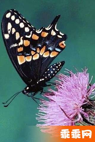 Butterfly Jigsaw3