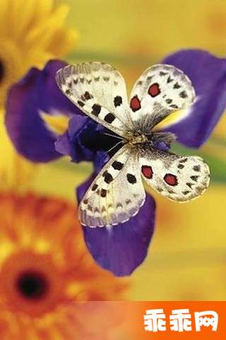 Butterfly Jigsaw4