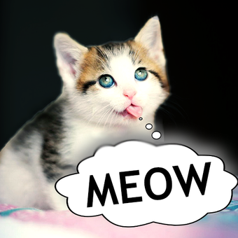 猫翻译器-猫的声音