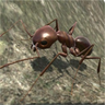 蚂蚁世界模拟器