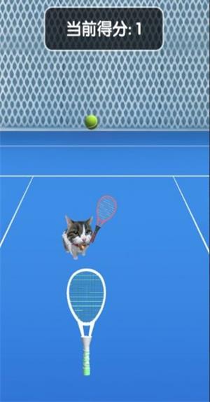 猫咪网球0