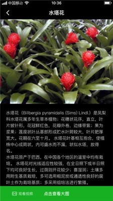 网纹草0