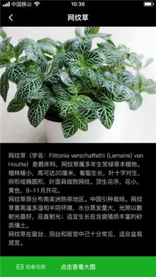 网纹草2