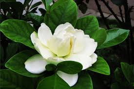 栀子花合集