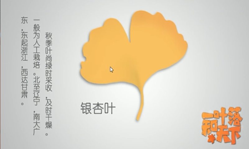 一叶落知天下最新版2