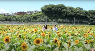 一株向日葵合集