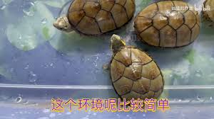 治愈的龟养成合集
