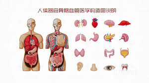 医维度人体解剖合集