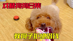一起来哈皮合集