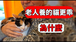 一起来养猫合集